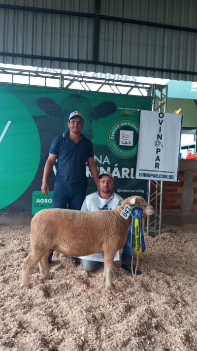 Show Rural Coopavel: Cabanha Paz Rabel conquista grande prêmio - Destaque com a Raça Île de France